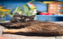 Mixed Breed cats for sale: Ragdoll and Maine Coon crossed  - Image 23