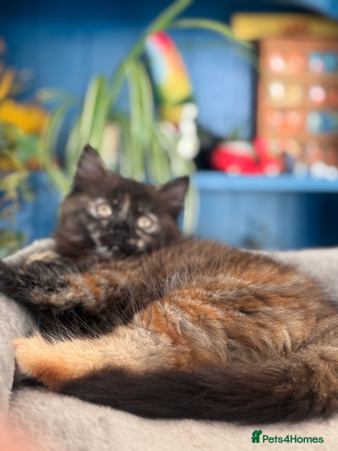 Mixed Breed cats for sale: Ragdoll and Maine Coon crossed  - Image 23