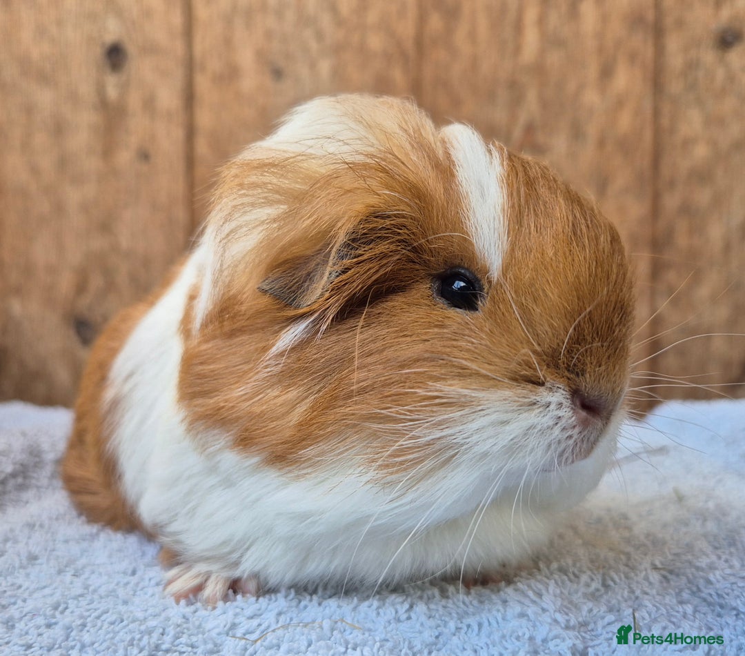 Guinea Pig rodents for sale: sheltie babys - Image 3