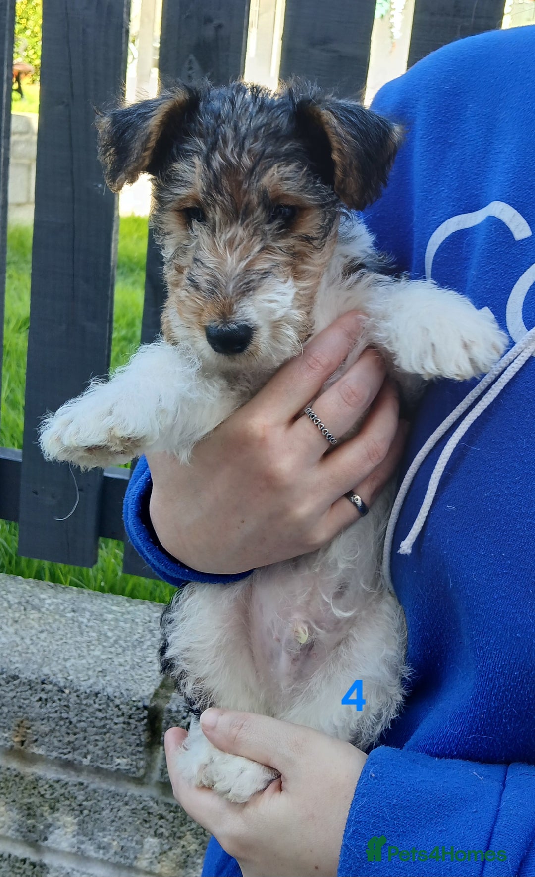 Fox Terrier dogs for sale: KC Reg Wire Fox Terrier Puppies READY NOW - Image 13