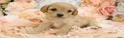 Cavapoo dogs for sale: *HEALTH TESTED*Cavapoo Puppies 5*LICENSED BREEDER* - Advert 7