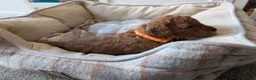 Miniature Poodle dogs for sale: KC Registered Red Miniature Poodle Puppies 0% COI - Advert 6