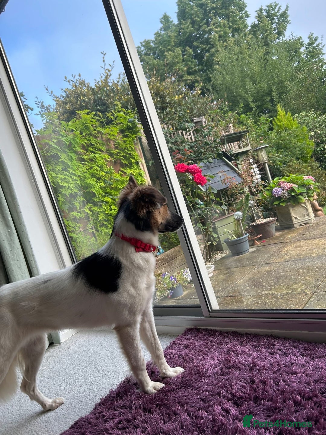 Border Collie dogs for adoption: Gwenny’s Story: One Hour From Death - Image 15