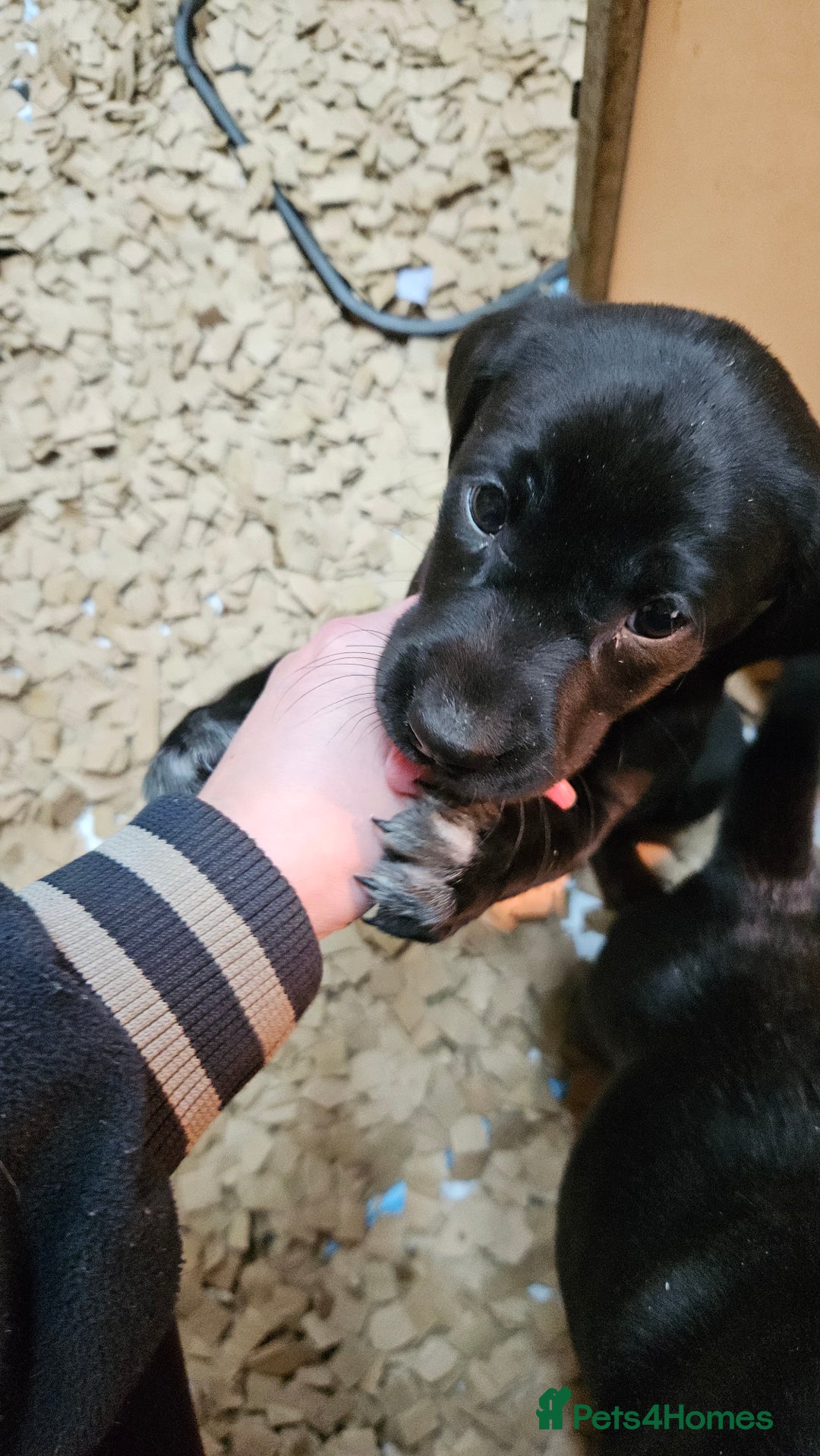 Labrador Retriever dogs for sale: Black labrador x gwp puppies working or pet homes - Advert 25