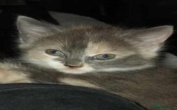 Mixed Breed cats for sale: Mixed breed kittens  - Image 8