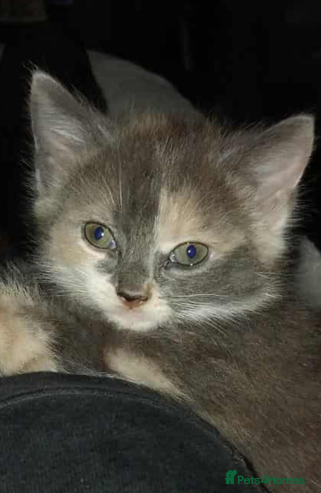 Mixed Breed cats for sale: Mixed breed kittens  - Image 8