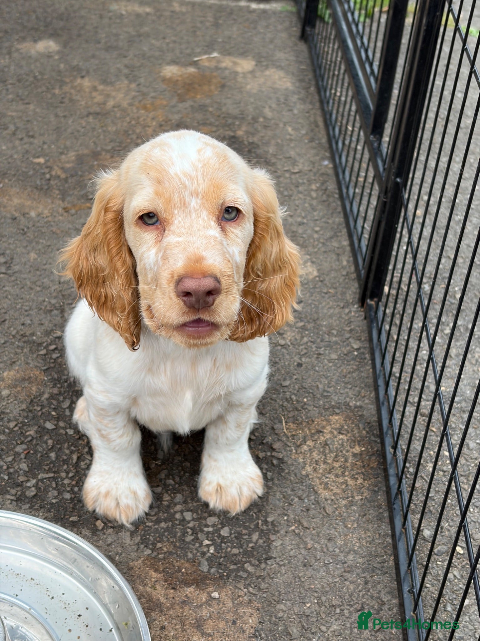 Cocker Spaniel dogs KC registered cocker spaniel puppies  - Advert 2