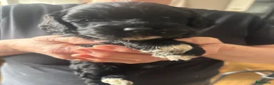 Mixed Breed 2