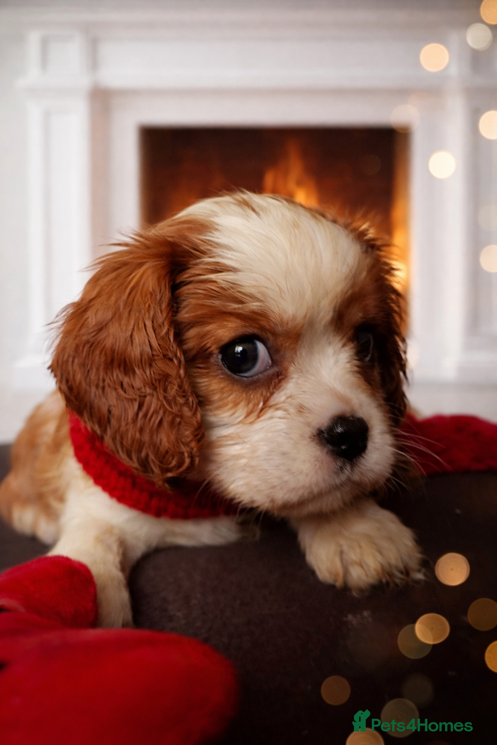 Cavalier King Charles Spaniel dogs KCC spaniels 1boy left health tested parents  - Advert 5