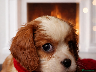 Cavalier King Charles Spaniel dogs KCC spaniels 1boy left health tested parents - Advert 5