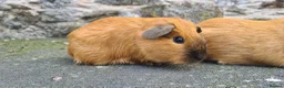 Guinea Pig rodents for sale: Californian male guinea pigs  - Advert 7