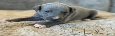 Whippet Puppy 4