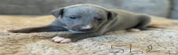 Whippet dogs for sale: KC REGISTERED BLUE SHOW TYPE WHIPPETS - Advert 19
