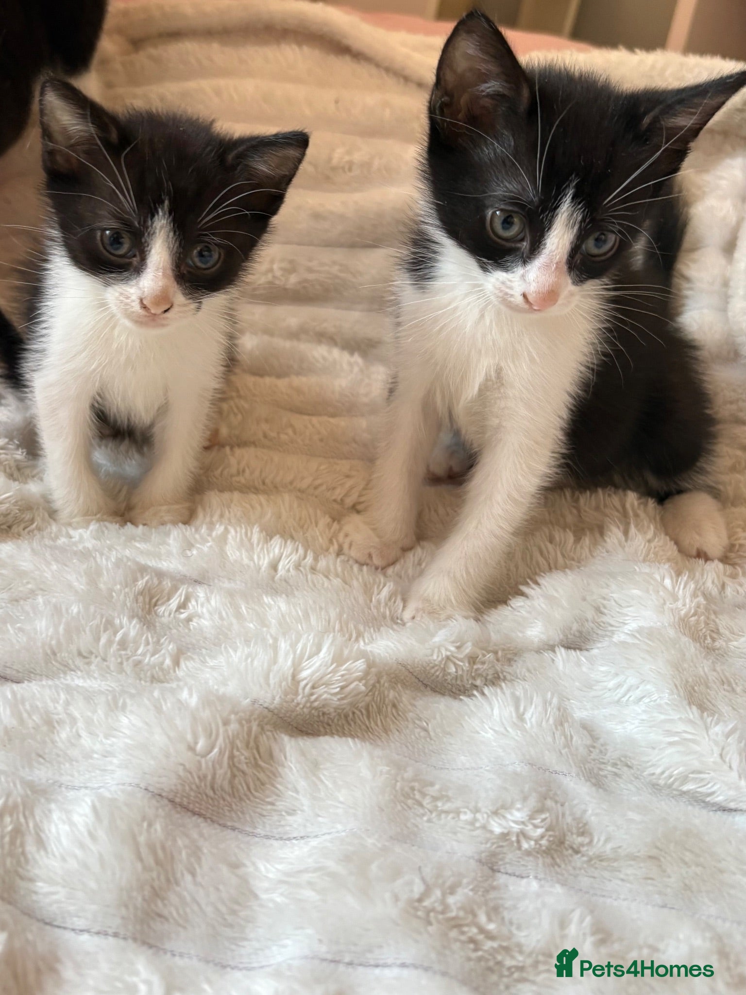 Domestic Shorthair cats 🐾 Gorgeous Black & White Kittens  - Advert 8