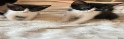 Domestic Shorthair cats for sale: 🐾 Gorgeous Black & White Kittens  - Advert 9