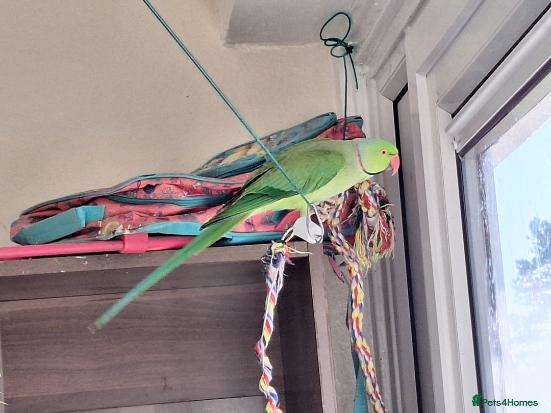 Ringnecks birds for sale: Beautiful 2-Year-Old Ringneck Parrot 🦜 - Image 4