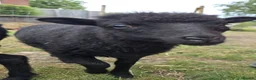 Sheep livestock for sale: Registered Pedigree Ouessant ewes, wethers, lambs - Advert 1