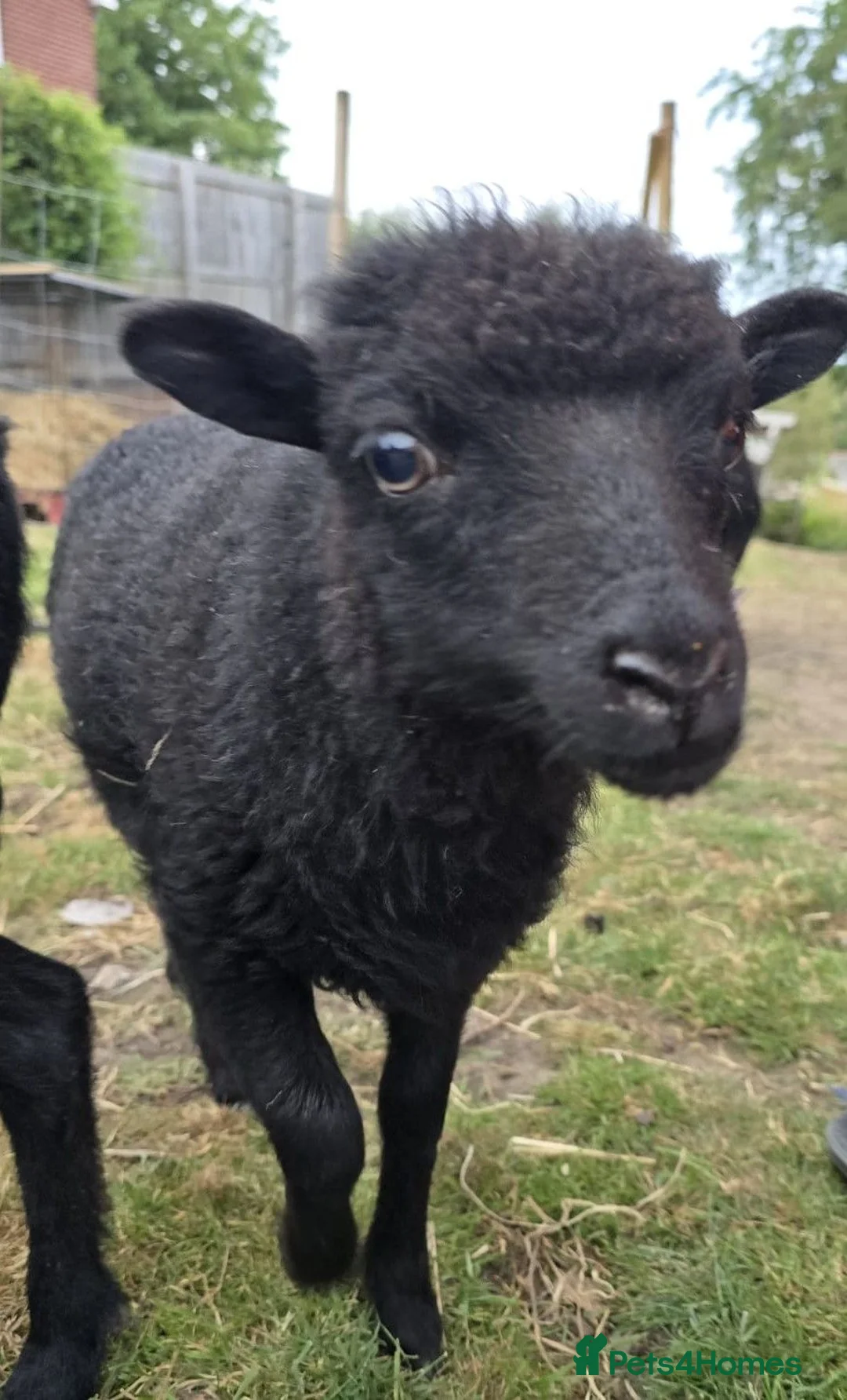 Sheep livestock for sale: Registered Pedigree Ouessant ewes, wethers, lambs - Advert 1