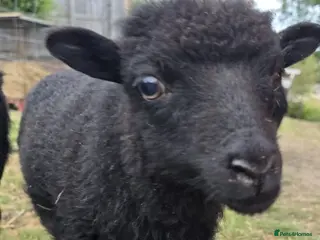 Sheep livestock Registered Pedigree Ouessant ewes, wethers, lambs - Advert 17