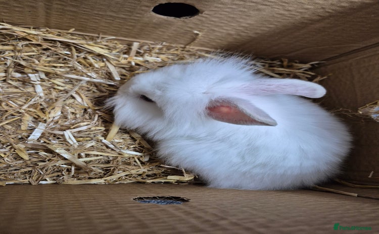 Lionhead rabbits - Advert 7
