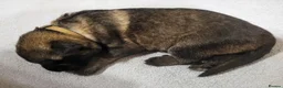 German Shepherd dogs for sale: German Shepherd pups Straight back KC registered - Advert 38