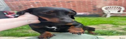 Miniature Dachshund dogs for stud: Squirty Bertie Stud Dog  - Advert 3