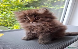 Persian cats for sale: DARK GOLDEN CHINCHILLA PERSIAN KITTEN - Image 5