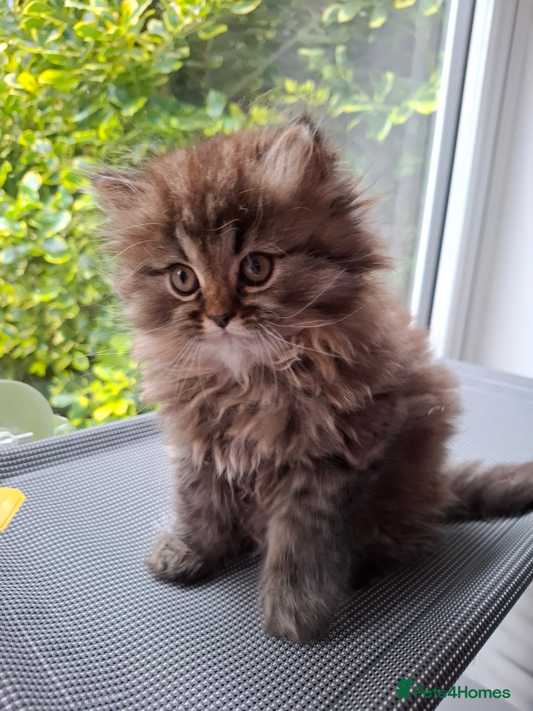 Persian cats for sale: DARK GOLDEN CHINCHILLA PERSIAN KITTEN - Image 5