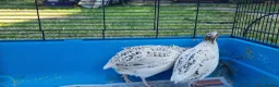 Quail poultry for sale: Coturnix quail - Advert 2
