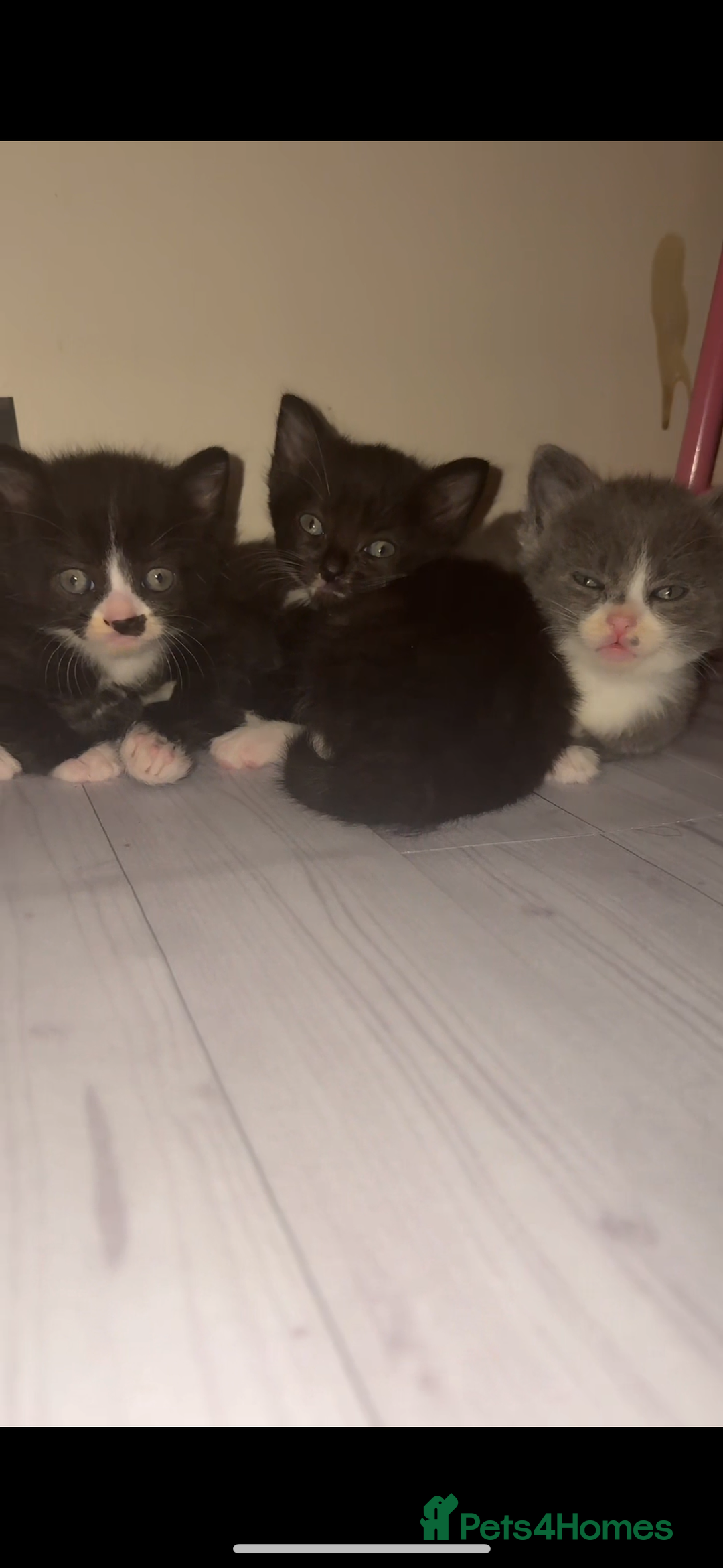 Mixed Breed cats for sale: Cute kittens need loving home - Image 7