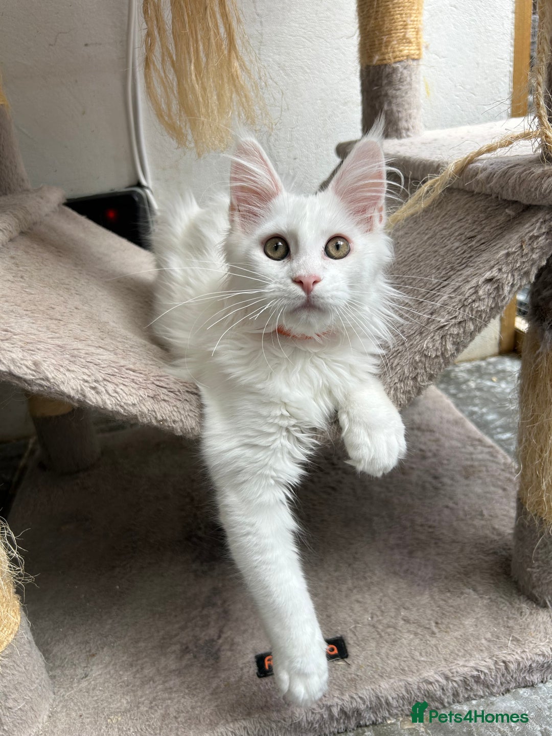 Maine Coon cats for sale: Pedigree TICA Reg Mine coon kittens  - Image 5