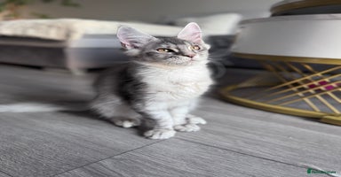 Maine Coon cats - Advert 16