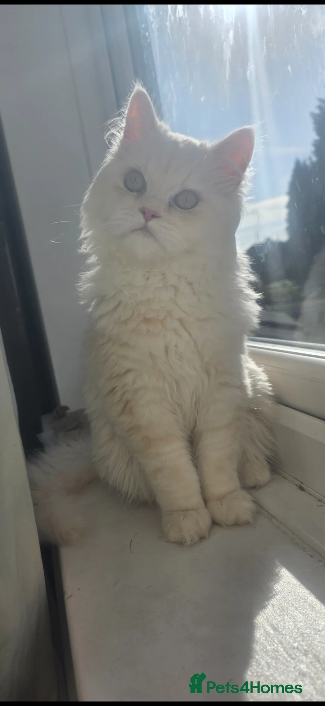 Persian cats for sale: Persion beautiful male kitten  - Advert 2