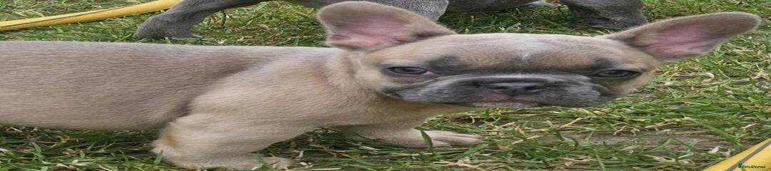 French Bulldog Puppy 2