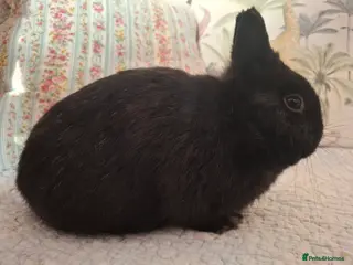 Netherland Dwarf rabbits for sale: Lovely Young Purebred Netherland Dwarf Buck - Advert 1