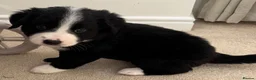 Mixed Breed dogs for sale: Outstanding Bordernese puppies ready this weekend - Advert 6
