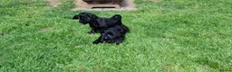 American Cocker Spaniel dogs for sale: American Cocker Spaniel puppies  - Advert 14