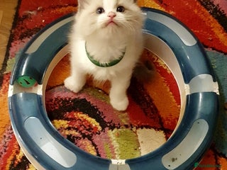 Ragdoll cats - Advert 34