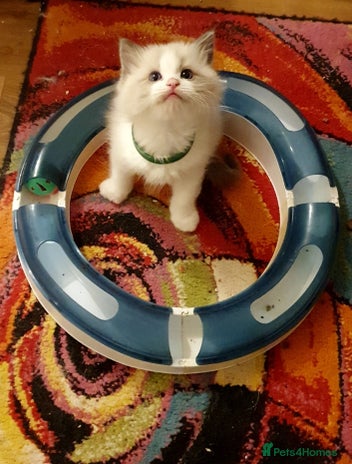 Ragdoll cats - Advert 11