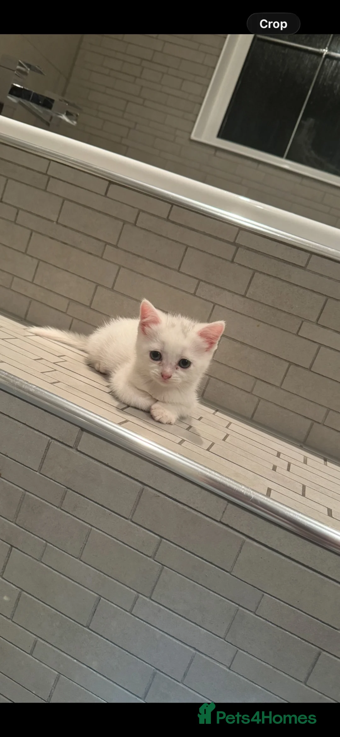 Scottish Fold cats for sale: Scottish Folded and Straight Ear Kittens in Wisbech - Advert 8