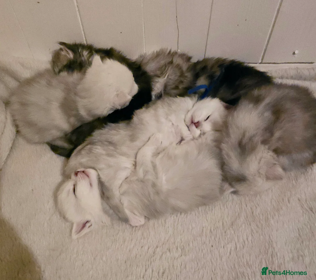 Maine Coon cats for stud: Black Shaded Maine Coon Large Imported in Hull - Advert 29