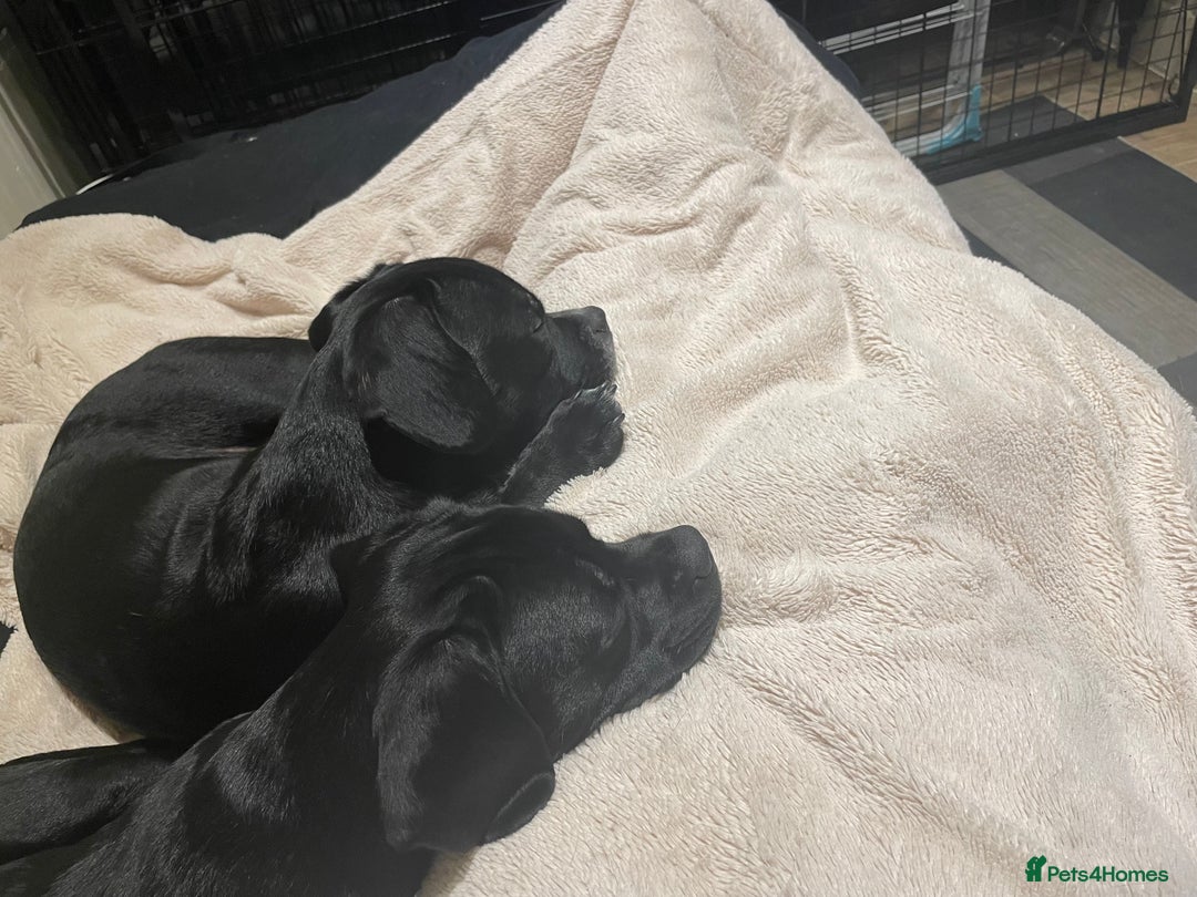 Mixed Breed dogs for sale: Ronnie and Reggie  - Advert 3