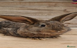 Continental Giant rabbits for sale: Continental giant rabbits  - Advert 1