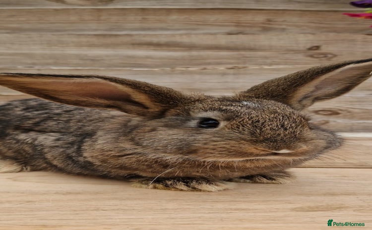 Continental Giant rabbits Continental giant rabbits  - Advert 1