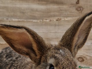 Continental Giant rabbits Continental giant rabbits - Advert 9