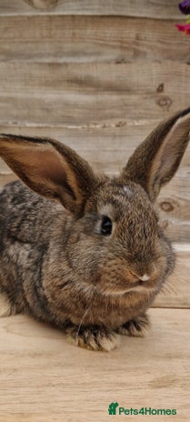 Continental Giant rabbits Continental giant rabbits - Advert 1