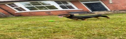 Jackshund dogs for sale: Female miniature dachshund/jackrussle - Advert 8