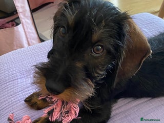 Dachshund dogs for sale: Standard Wire haired Dashshund - Advert 1