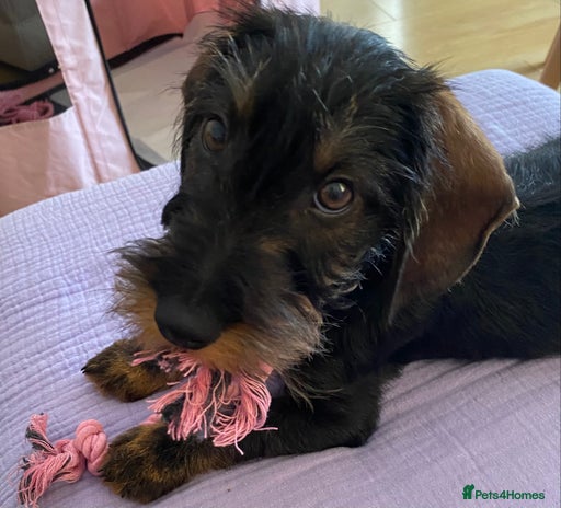 Dachshund dogs Standard Wire haired Dashshund - Advert 1