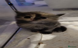 Mixed Breed cats for sale: Gorgeous kittens  - Image 11